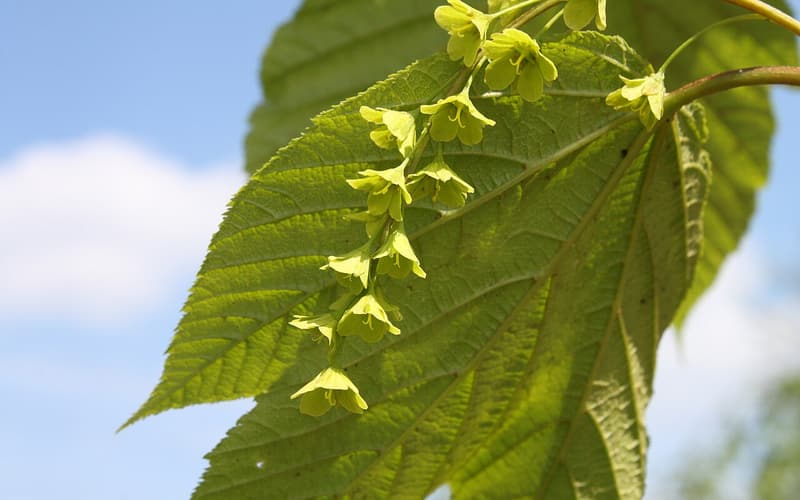 Striped maple (Acer pensylvanicum) strings of yellow-green flower bells beneath a large leaf