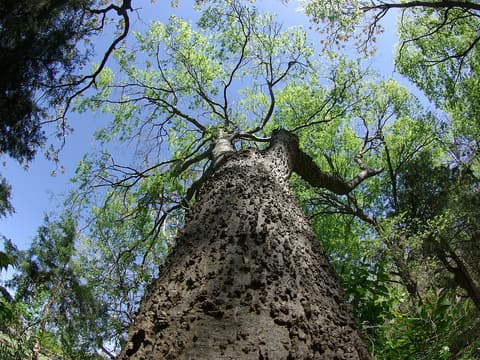 Sugarberry (Celtis laevigata) warty gray trunk rising into a spring crown of fresh green leaves