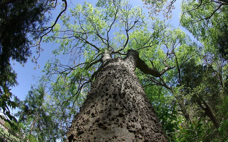 Sugarberry (Celtis laevigata) warty gray trunk rising into a spring crown of fresh green leaves