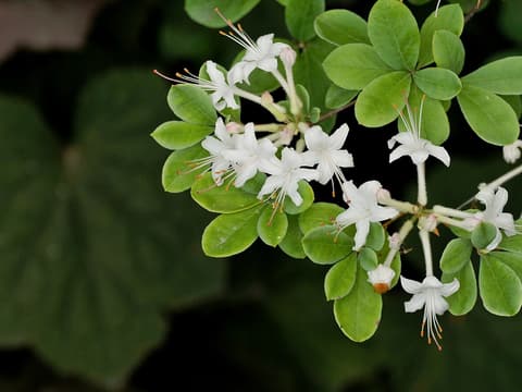 Swamp azalea (Rhododendron viscosum) white tubular flowers among glossy green leaves