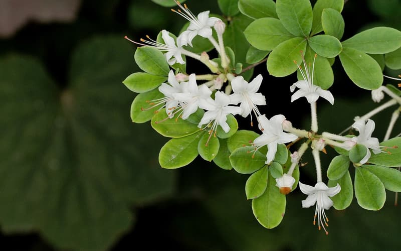Swamp azalea (Rhododendron viscosum) white tubular flowers among glossy green leaves