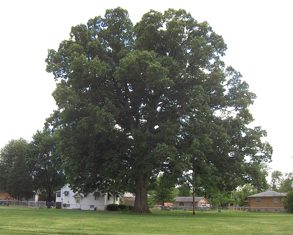 Swamp Chestnut Oak, select line (Quercus michauxii)