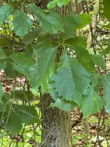 Swamp chestnut oak (Quercus michauxii) leaves with large rounded teeth and pale undersides beside a gray furrowed trunk