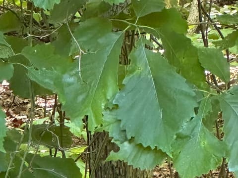 Swamp chestnut oak (Quercus michauxii) leaves with large rounded teeth along their edges, beside the gray trunk