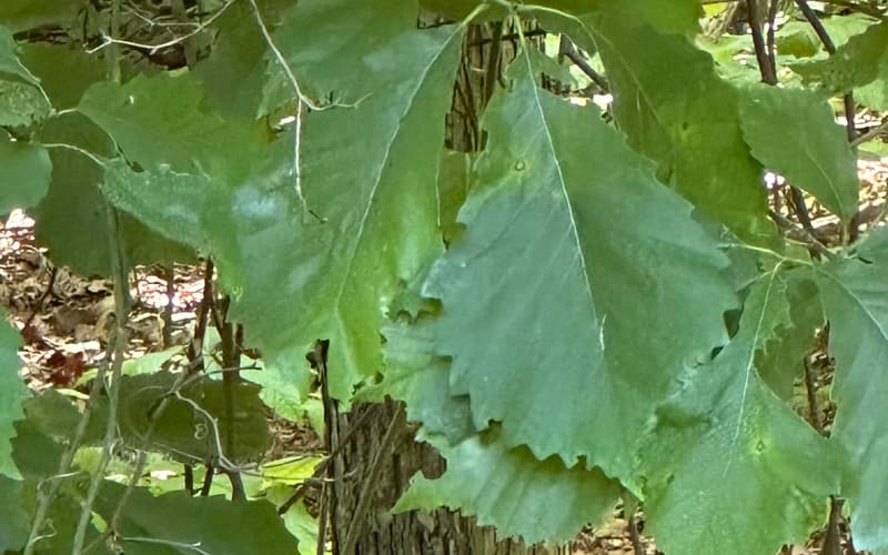 Swamp chestnut oak (Quercus michauxii) leaves with large rounded teeth and pale undersides beside a gray furrowed trunk