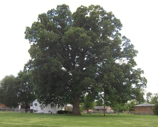 Large open-grown swamp chestnut oak (Quercus michauxii) on a lawn