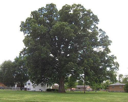 Swamp Chestnut Oak, select line (Quercus michauxii)