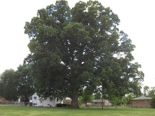 Large open-grown swamp chestnut oak (Quercus michauxii) on a lawn