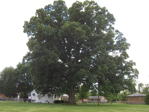 Large open-grown swamp chestnut oak (Quercus michauxii) on a lawn