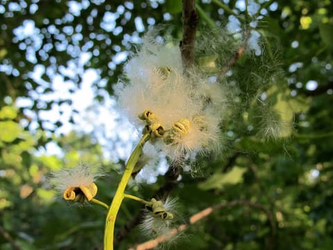 Swamp cottonwood (Populus heterophylla) open seed capsules spilling white cotton on a catkin