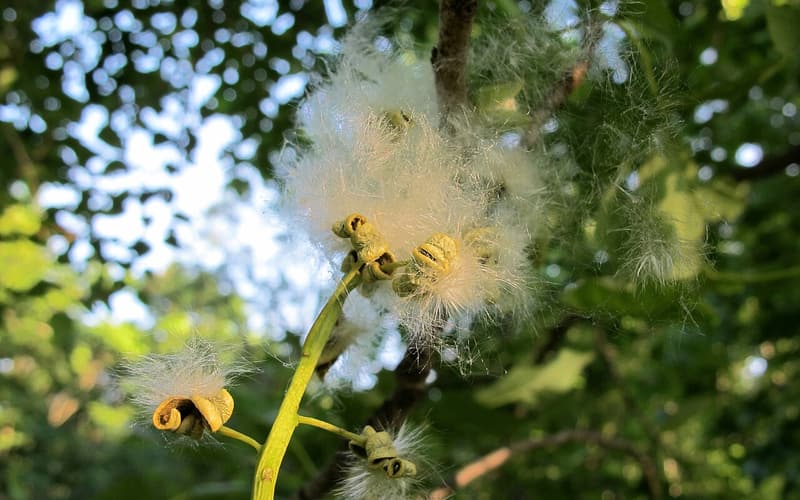 Swamp cottonwood (Populus heterophylla) open seed capsules spilling white cotton on a catkin