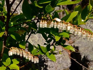 Swamp doghobble (Eubotrys racemosa) rows of white bell flowers beneath the leaves
