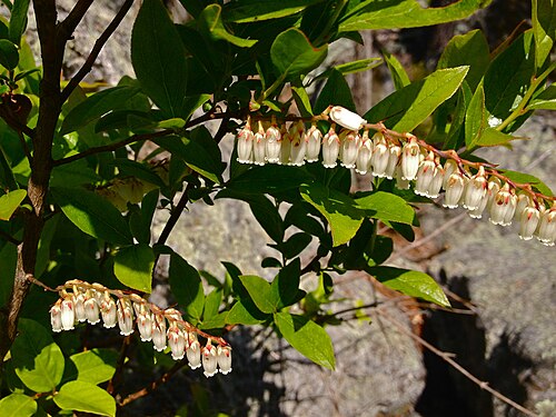 Swamp Doghobble (Eubotrys racemosa)