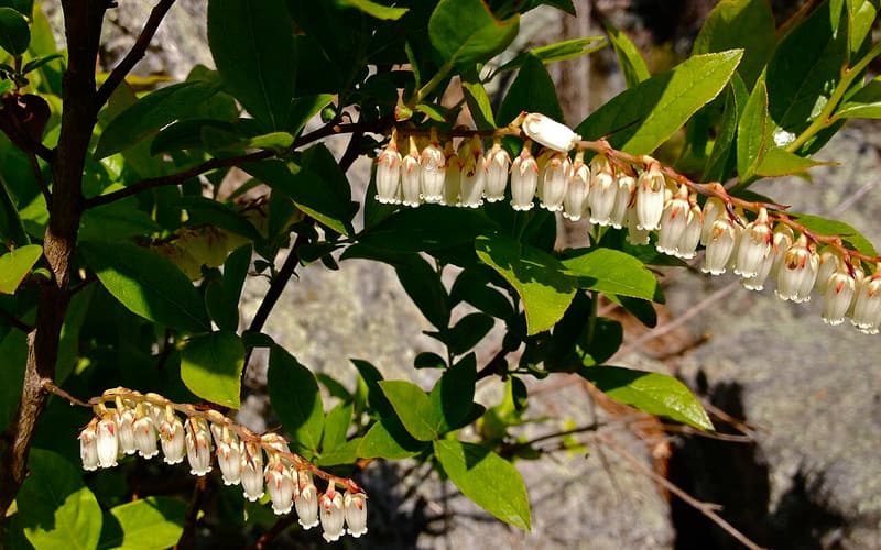 Swamp doghobble (Eubotrys racemosa) rows of white bell flowers beneath the leaves