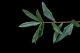 Swamp laurel oak (Quercus laurifolia) shoot of glossy, narrow, laurel-like leaves on a dark ground