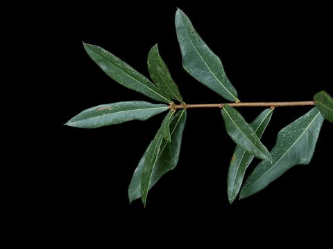 Swamp laurel oak (Quercus laurifolia) shoot of glossy, narrow, laurel-like leaves on a dark ground