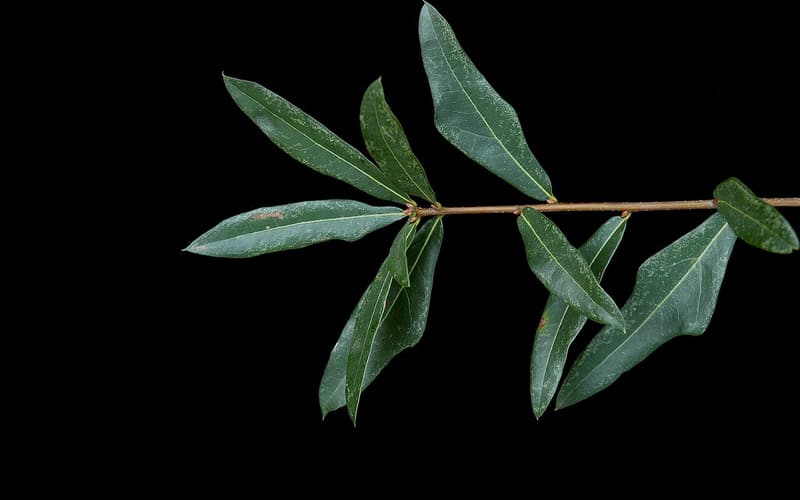 Swamp laurel oak (Quercus laurifolia) shoot of glossy, narrow, laurel-like leaves on a dark ground