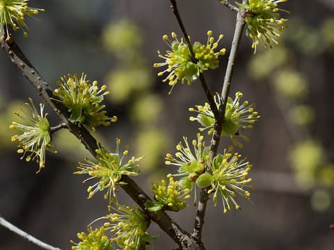 Swamp privet (Forestiera acuminata) clusters of yellow-green flowers on bare branches in early spring