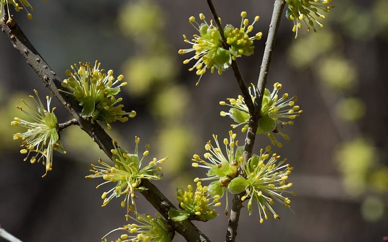 Swamp privet (Forestiera acuminata) clusters of yellow-green flowers on bare branches in early spring