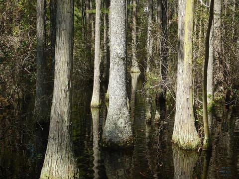 Swamp tupelo (Nyssa biflora) straight gray trunks with flared bases standing in dark swamp water