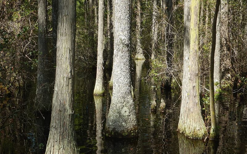 Swamp tupelo (Nyssa biflora) straight gray trunks with flared bases standing in dark swamp water