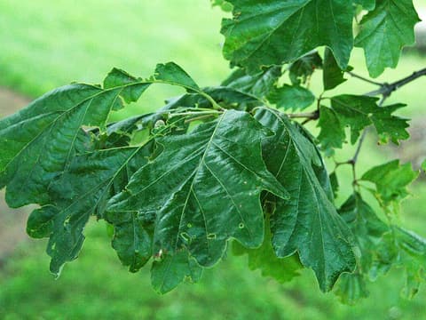 Swamp white oak (Quercus bicolor) broad, wavy-lobed leaves on a summer branch