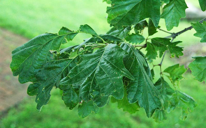 Swamp white oak (Quercus bicolor) broad, wavy-lobed leaves on a summer branch