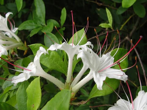 Sweet azalea (Rhododendron arborescens) white flowers with long red stamens among glossy leaves