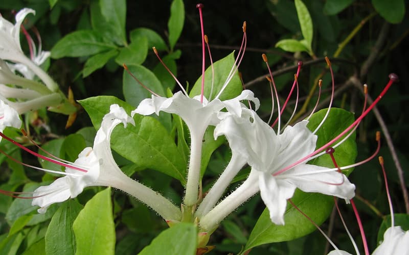 Sweet azalea (Rhododendron arborescens) white flowers with long red stamens among glossy leaves