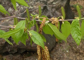 Sweet birch (Betula lenta) branch in May with new leaves, upright green female catkins and hanging male catkins