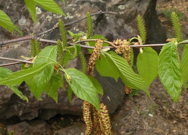 Sweet birch (Betula lenta) branch in May with new leaves, upright green female catkins and hanging male catkins