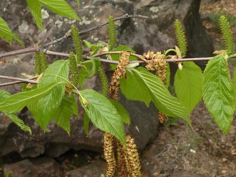 Sweet birch (Betula lenta) branch in May with new leaves, upright green female catkins and hanging male catkins