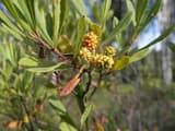 Sweet gale (Myrica gale) narrow leaves and clusters of yellow-green fruit catkins on a female plant