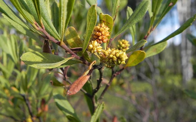 Sweet gale (Myrica gale) narrow leaves and clusters of yellow-green fruit catkins on a female plant