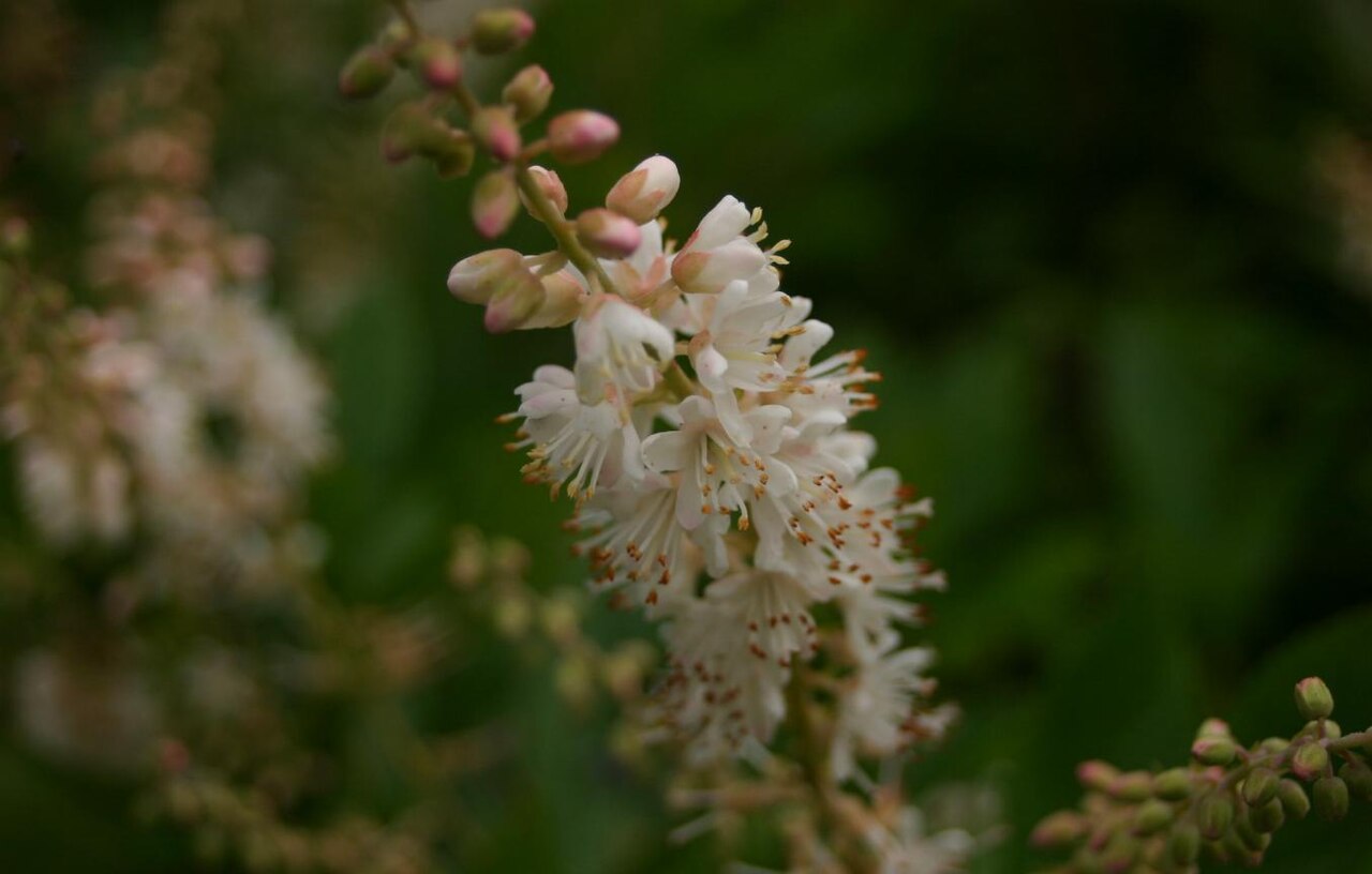 Sweet Pepperbush (Summersweet) (Clethra alnifolia)