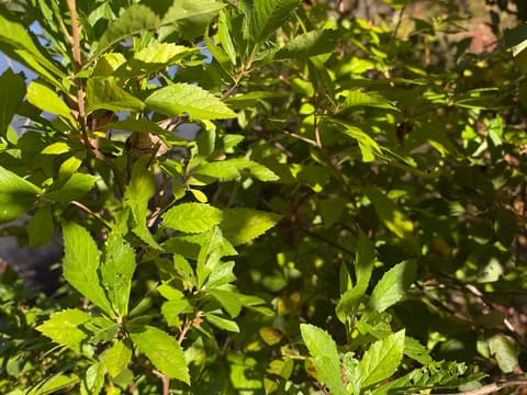 Sweet Pepperbush (Summersweet)