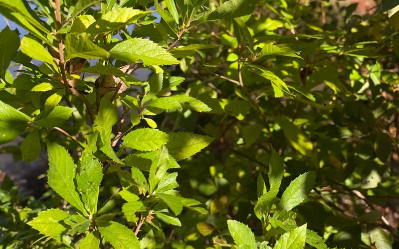 Sweet pepperbush (Clethra alnifolia) shoots in October sun, sharply toothed leaves crowded at their tips, water behind