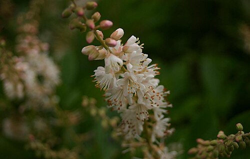 Sweet Pepperbush (Summersweet) (Clethra alnifolia)