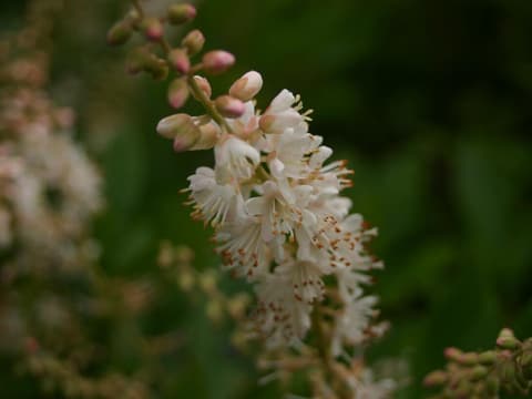 Sweet pepperbush (Clethra alnifolia) white bottlebrush flower spike in summer