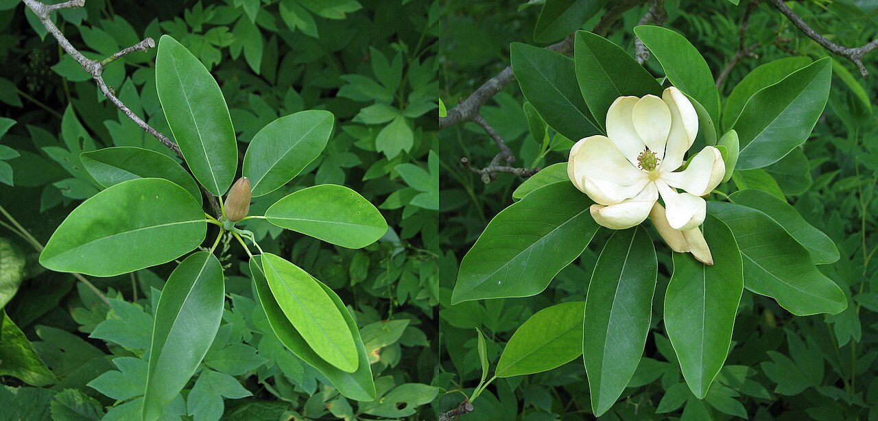 Sweetbay Magnolia (Magnolia virginiana)