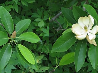 Sweetbay magnolia (Magnolia virginiana) glossy leaves, a bud and an open creamy-white flower