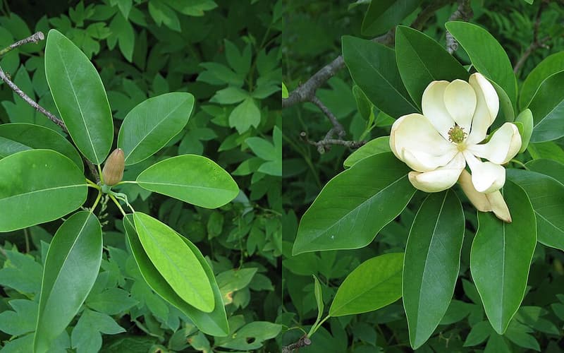Sweetbay magnolia (Magnolia virginiana) glossy leaves, a bud and an open creamy-white flower
