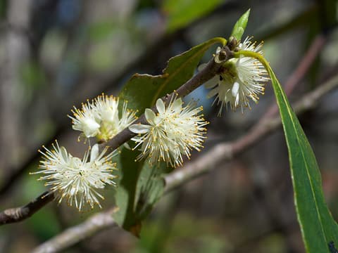 Sweetleaf (Symplocos tinctoria) fluffy cream flower clusters along a twig among a few leaves