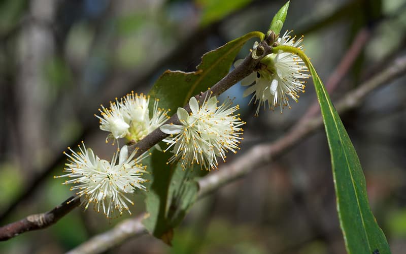 Sweetleaf (Symplocos tinctoria) fluffy cream flower clusters along a twig among a few leaves