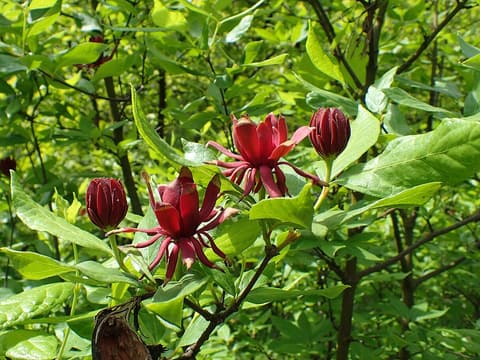 Sweetshrub (Calycanthus floridus) maroon flowers with strap-shaped petals among green leaves