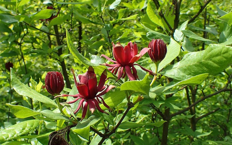 Sweetshrub (Calycanthus floridus) maroon flowers with strap-shaped petals among green leaves