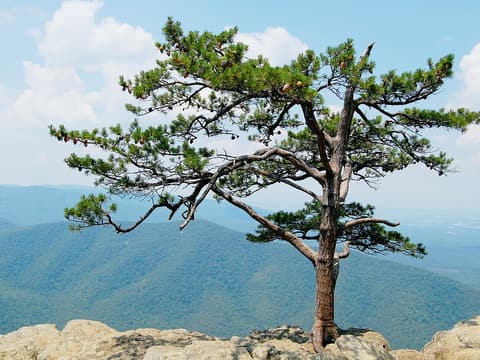 Table Mountain pine (Pinus pungens) gnarled tree on a rocky overlook above the Blue Ridge valleys
