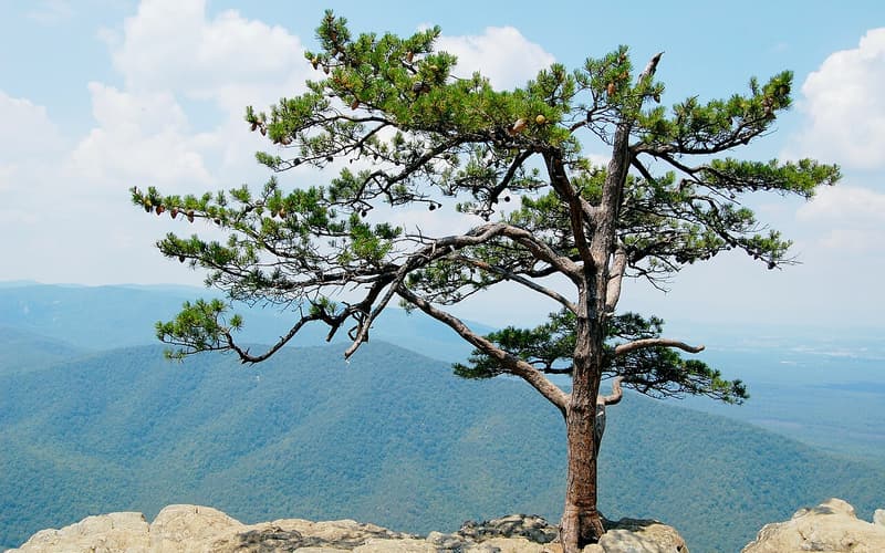 Table Mountain pine (Pinus pungens) gnarled tree on a rocky overlook above the Blue Ridge valleys