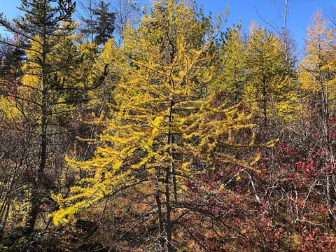 Tamarack (Larix laricina) in a bog in autumn, its soft needles turned gold before they drop