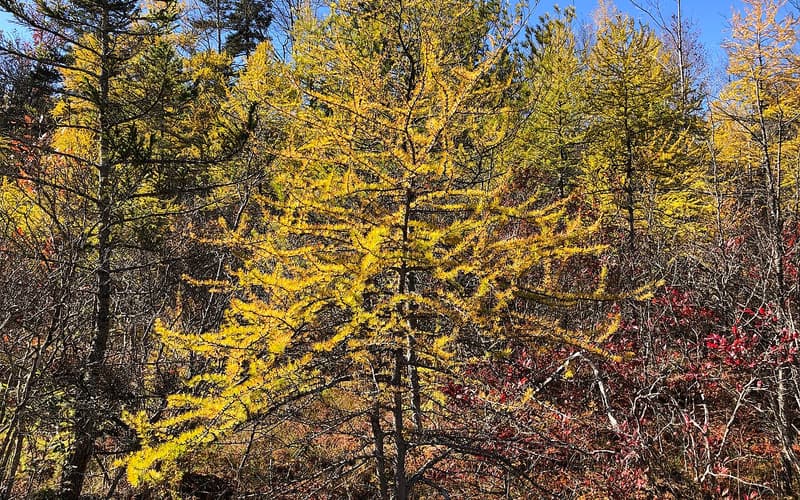 Tamarack (Larix laricina) in a bog in autumn, its soft needles turned gold before they drop